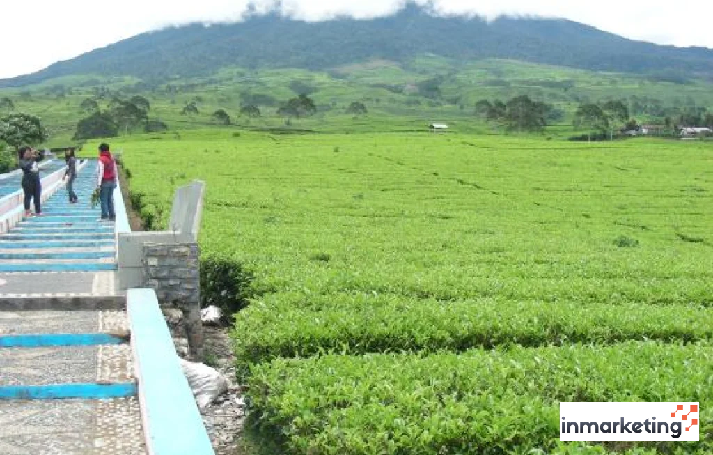 kebun teh pagaralam dempo