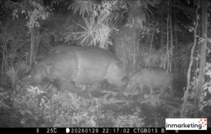 Anakan Badak Jawa Ujung Kulon