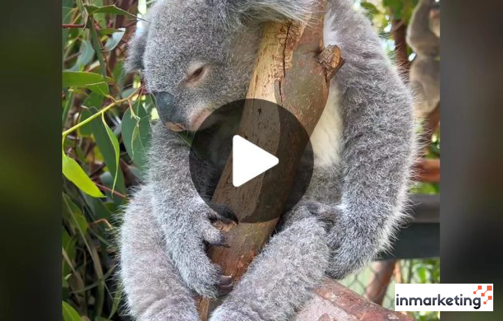 Australian Reptile Park edukasi alam