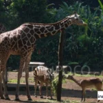 izin yayasan kebun binatang bandung
