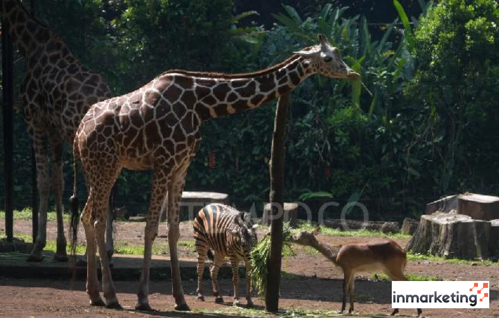 izin yayasan kebun binatang bandung