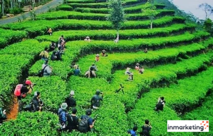 kebun teh nglinggo kulon progo